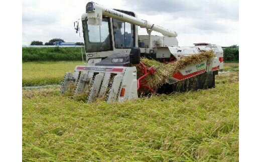 【ふるさと納税】【令和7年産】【新米】古河市産 コシヒカリ10kg【倉持農園】ふるさと納税 米 茨城県 | 米 こめ コメ 白米 ご飯 茨城県 古河市 こしひかり 10キロ ギフト 贈答 贈り物 プレゼント お祝 記念品 景品 おいしい 定番 _AN01 ※2025年11月上旬頃より順次発送予定