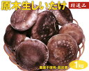 【ふるさと納税】原木生しいたけ 1kg 特大厚肉品 特選品 贈答用 農薬不使用 脱炭素 ※離島への配送不可 _DR02
