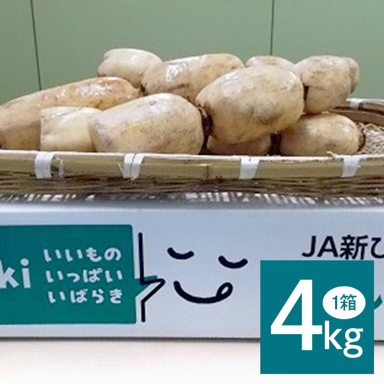 【ふるさと納税】 れんこん 1箱 ( 約