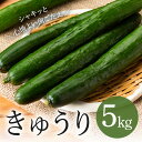 【ふるさと納税】 キュウリ 5kg きゅうり 胡瓜 夏野菜 常温便 新鮮 国産 茨城県産 野菜 夏 旬 産地直送 農園直送 ベジタブル グリーン サラダ 一本漬...