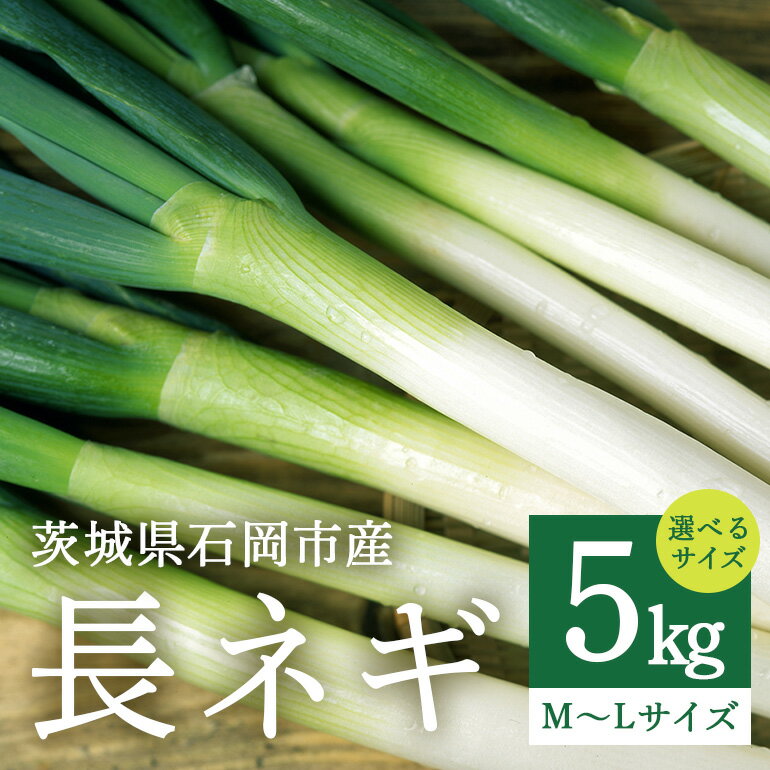 【ふるさと納税】 長ネギ 5kg サイズ 選べる( Lサイズ / Mサイズ / L・Mサイズ ミックス ) 白ねぎ ねぎ ネギ 葱 国産 冷蔵便 茨城県産 野菜 グリーン ベジタブル 加熱調理 鍋 焼きねぎ 薬味 家庭用 業務用 産地直送 農園直送 茨城県 石岡市 (A34-000)