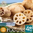 21位! 口コミ数「0件」評価「0」 れんこん 1箱 ( 約 4kg ) 新ひたち野大地のめぐみ 旬の野菜 季節限定 良質 レンコン 蓮根 根菜 野菜 旬 新鮮 農産物 食品 産地直送 農園直送 茨城県 石岡市 (B01-012)