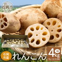 【ふるさと納税】 ご家庭用 ちょっと小さめ れんこん 1箱 ( 約 4kg ) 新ひたち野大地のめぐみ 旬の野菜 季節限定 良質 レンコン 蓮根 根菜 野菜 旬...