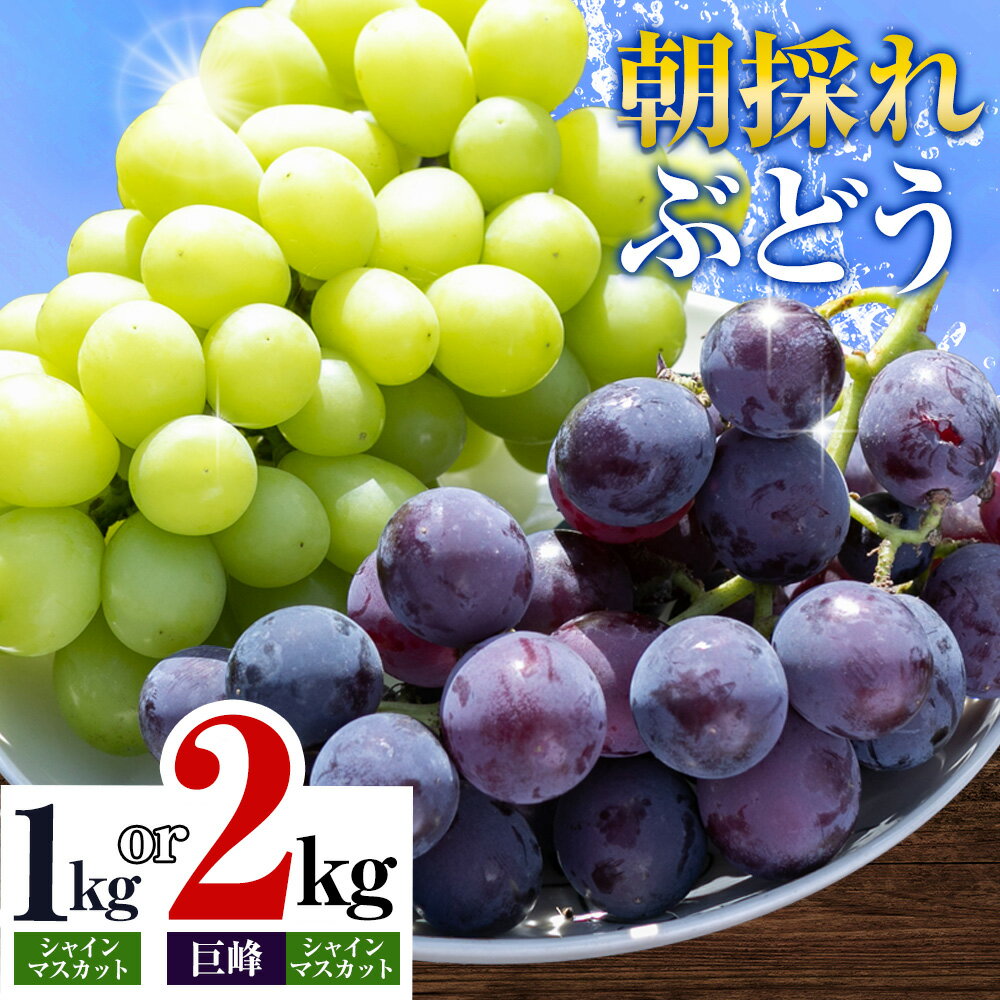 【ふるさと納税】【2025年先行予約】ぶどう 農園直送 朝採れシャインマスカット 2〜3房（1kg以上） シャインマスカット・巨峰詰め合わせ （2kg以上）阿部ぶどう園 果物 ぶどう フルーツ 茨城県産 結城市産 産地直送 《2025年8月下旬-9月下旬頃出荷》 【配送不可地域あり】のサムネイル