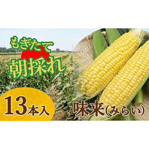 【ふるさと納税】【発送日指定】トウモロコシ　味来「夏祭り」（13本）約5kg ※7/2（火）発送　【 野菜 甘味が強い 柔らかい ジューシー フルーティー 夏野菜 コーン 】　お届け：2024年7月2日～2024年7月2日