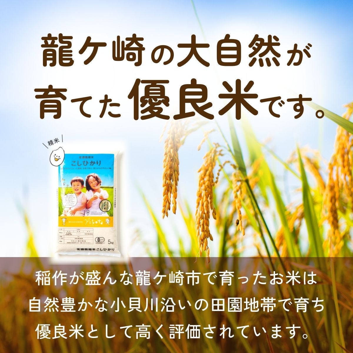 【ふるさと納税】[令和7年産]横田農場の有機栽培コシヒカリ 5kg | こしひかり お米 米 こめ 白米 精米 有機栽培 冷めてもおいしい 美味しい こだわり おにぎり 天皇杯 受賞 ブランド米 茨城県 龍ケ崎市産