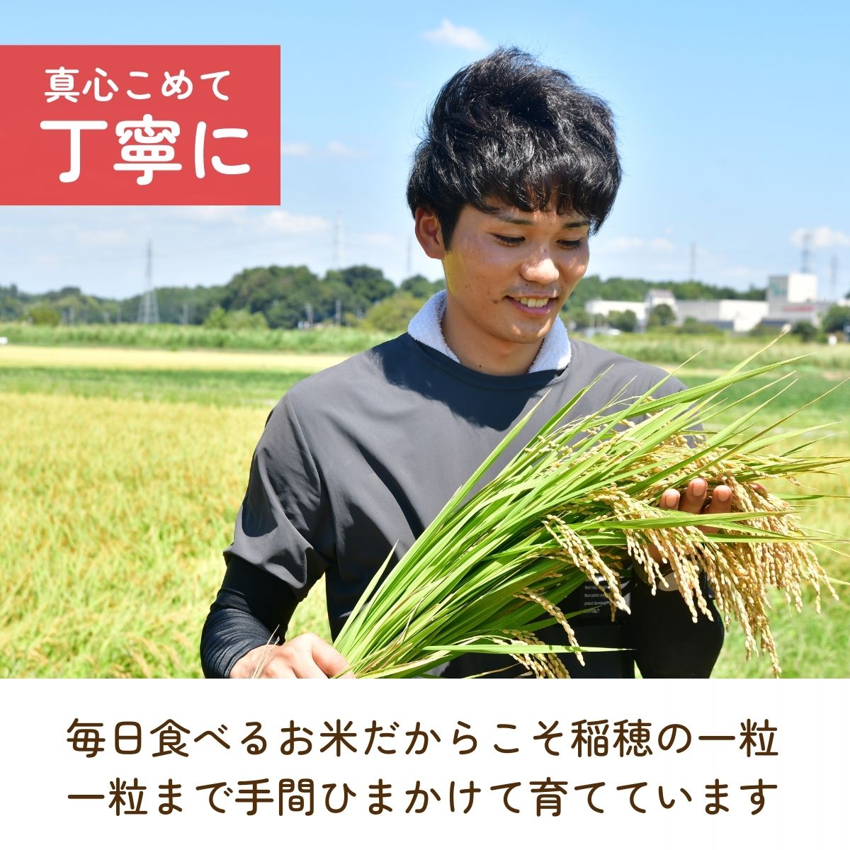 【ふるさと納税】【令和7年産】龍ケ崎のこだわり 特別栽培米 コシヒカリ 選べる5kg〜10kg | こしひかり お米 米 こめ 白米 精米 冷めてもおいしい 美味しい こだわり おにぎり 茨城県 龍ケ崎市産