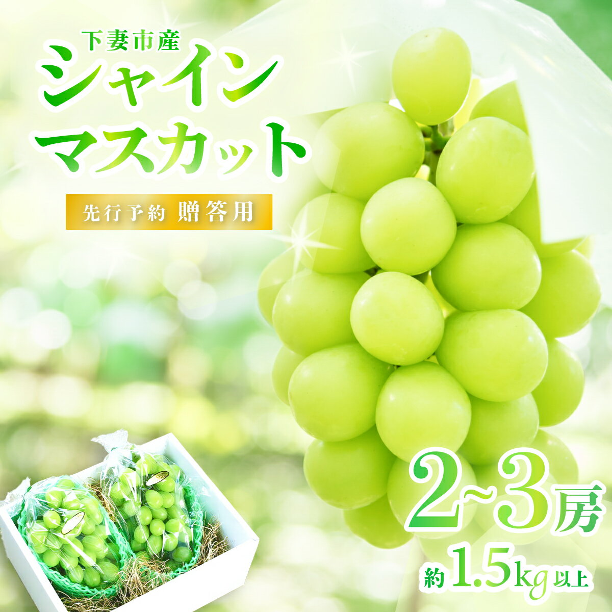 【ふるさと納税】【先行予約】選べる シャインマスカット & 梨 人気 フルーツ 食べ比べ セット ぶどう 葡萄 なし 甘い シャインマスカット 1房 贈答用 2~3房 粒パック (100g分）梨 2玉 4~5玉 豊水 or あきづき 新高梨 or 新興 茨城県 下妻市産