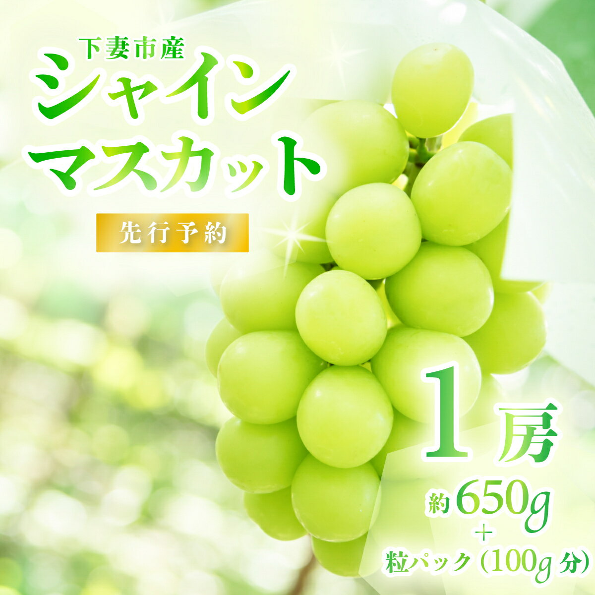 【ふるさと納税】【先行予約】選べる シャインマスカット & 梨 人気 フルーツ 食べ比べ セット ぶどう 葡萄 なし 甘い シャインマスカット 1房 贈答用 2~3房 粒パック (100g分）梨 2玉 4~5玉 豊水 or あきづき 新高梨 or 新興 茨城県 下妻市産
