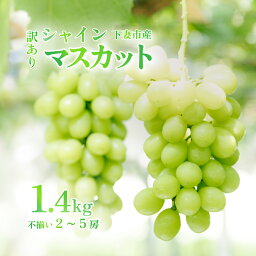 【ふるさと納税】【訳あり】シャインマスカット約1.4kg(2房~5房)【2025年9月22日から発送開始】【訳あり わけあり 不揃い フルーツ 果物 ぶどう ブドウ 葡萄 シャイン マスカット 茨城県産 甘い 皮ごと ジューシー 種なし デザート 新鮮 人気 おすすめ】