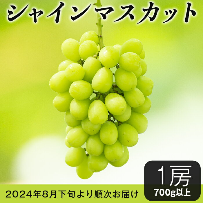 シャインマスカット 2024年 先行予約 ぶどう フルーツ 甘い 大粒 1房 シャインマスカット1房(700g以上)[石崎ぶどう園](2024年8月下旬から9月下旬頃発送予定)