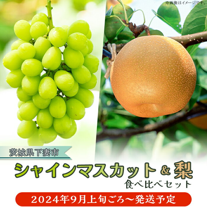 ぶどう 葡萄 なし 甘い 70-03 シャインマスカット & 梨 人気 フルーツ 食べ比べ セット シャインマスカット 1房 700g以上 梨 2玉 豊水 or あきづき 茨城県 下妻市産 先行予約 2024年 9月上旬ころ〜9月中旬ころ発送予定