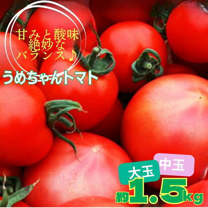 令和6年先行予約うめちゃんトマト(大玉トマト・中玉トマト約1.5kg)4月下旬より順次発送 トマト とまと 甘味 甘み 大玉 中玉 詰め合わせ 合計1.5kg