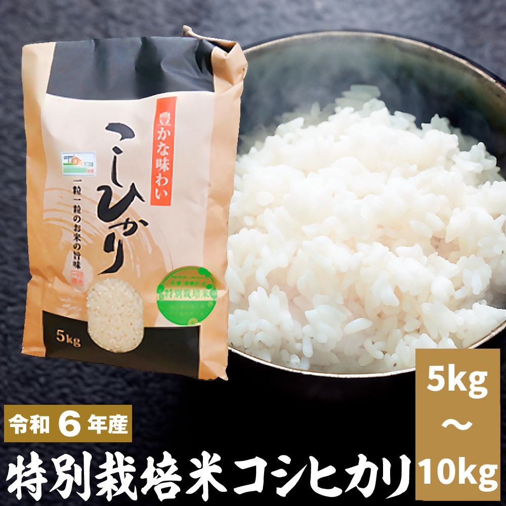 【ふるさと納税】新米「令和六年産」特別栽培米コシヒカリ 5kg 、10kg新米 米 お米 コメ こめ 精米 ライス 白米 炭水化物 ご飯 主食 食卓 おにぎり お弁当 茨城県産のサムネイル