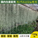 【ふるさと納税】国産スパニッシュモス 太葉 120g