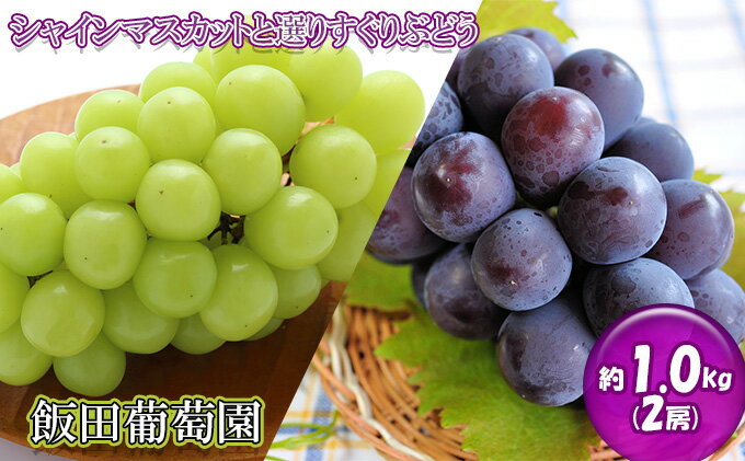 【ふるさと納税】飯田葡萄園　シャインマスカットと選りすぐりぶどうの食べ比べセット　約1.0kg（2房）　【 果物類 マスカット フルーツ 果物 ぶどう 食べ比べ 約1.2kg 】　お届け：2022年9月上旬〜9月下旬