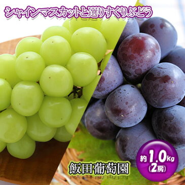 【ふるさと納税】飯田葡萄園　シャインマスカットと選りすぐりぶどうの食べ比べセット　約1.0kg（2房）　【 果物類 マスカット フルーツ 果物 ぶどう 食べ比べ 約1.2kg 】　お届け：2022年9月上旬〜9月下旬