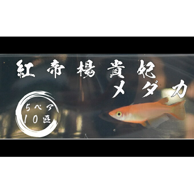 【ふるさと納税】下総めだかの学校厳選！紅帝楊貴妃メダカ　5ペア10匹　【生き物・鑑賞】