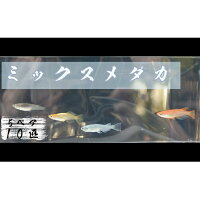 下総めだかの学校厳選!ミックスメダカ 5ペア10匹 生き物 鑑賞