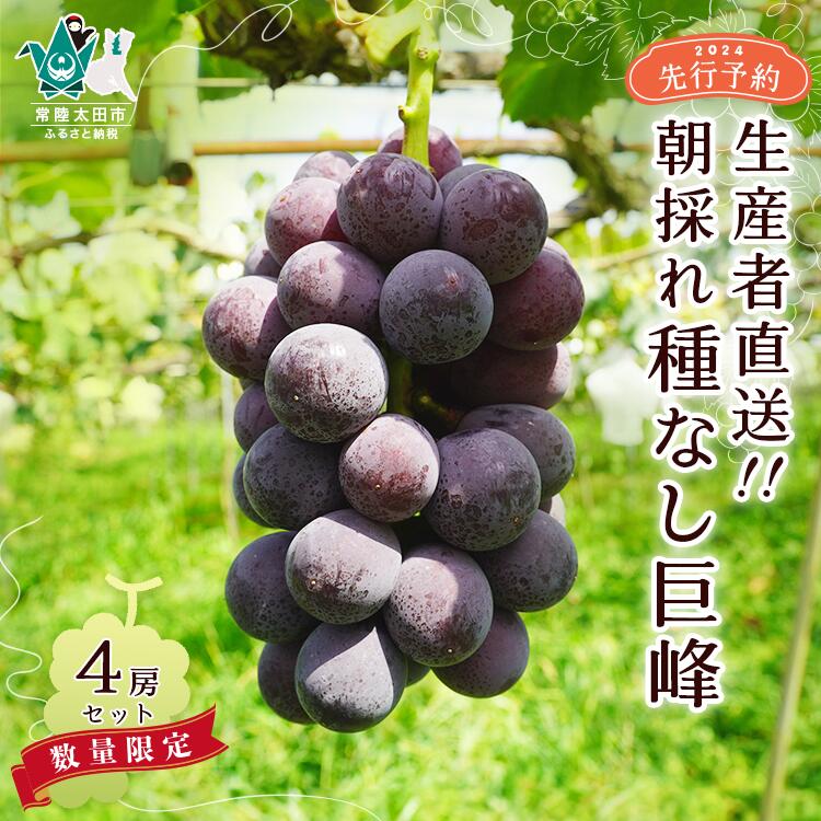 【ふるさと納税】《先行予約 数量限定》生産者直送・朝採れ種無