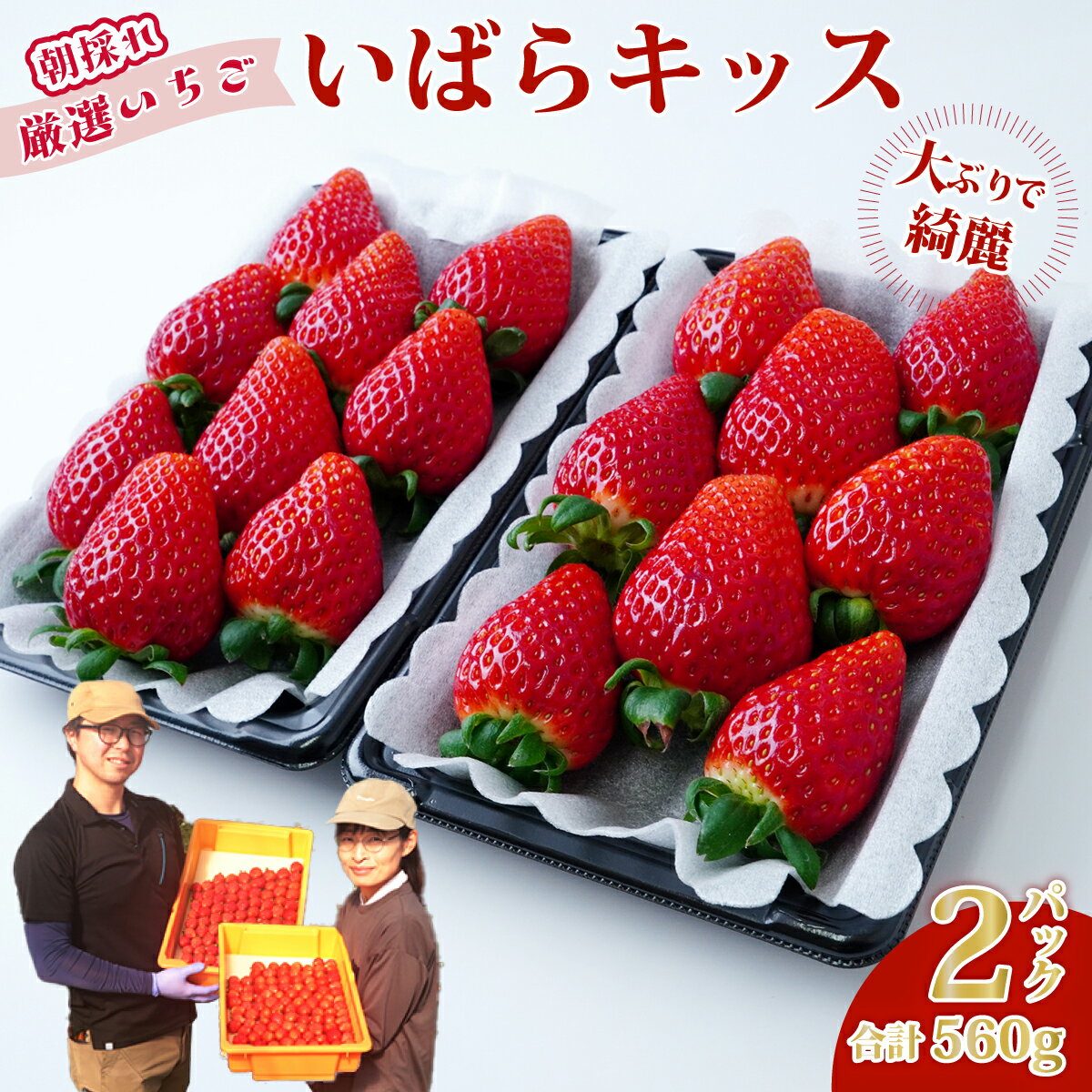 【ふるさと納税】いちご 平詰めデラックス いばらキッス 約280g×2パック 1箱 | いちご 苺 イチゴ いばらキッス ブランド苺 イチゴ いちご イチゴ いちご 新鮮 朝採れ フルーツ 大きい 果物 デザート 贈り物 人気 高級 ギフト お取り寄せ 完熟 はる農園 茨城県 常陸太田