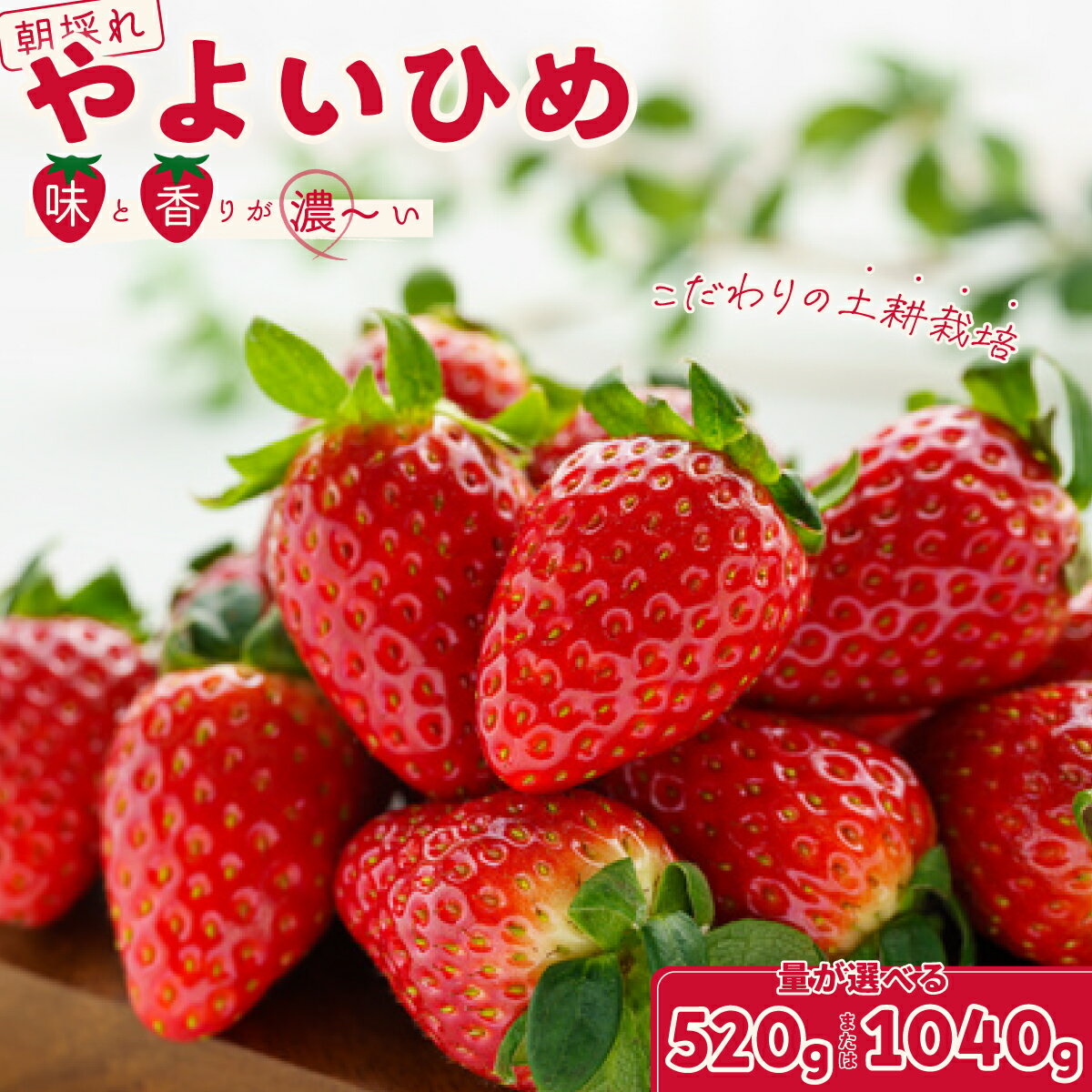 [2026年/先行予約]やよいひめ 選べる内容量 いちご2パック/4パック × 1箱| 檜山いちご園 香り 大粒 いちご フルーツ 苺 イチゴ 朝採れ 新鮮 旬 フレッシュ 採れたて 糖度 酸味 バランス 濃厚 甘い 果肉 品質 健康 果物 デザート 贈り物 茨城県 常陸太田