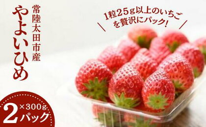 【1月以降発送】いちご 完熟 大粒 朝摘み 厳選 やよいひめ (2パック) 特大 デラックスサイズ