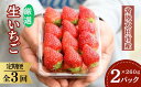 【定期コース】【ふるさと納税】桧山FRUITFARM 朝採れ 厳選いちご 2パック×3回