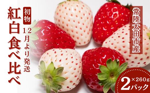 【ふるさと納税】【2026年/先行予約】初物 紅白食べ比べ いちご 2パック × 1箱【12月発送】｜ 白いちご..