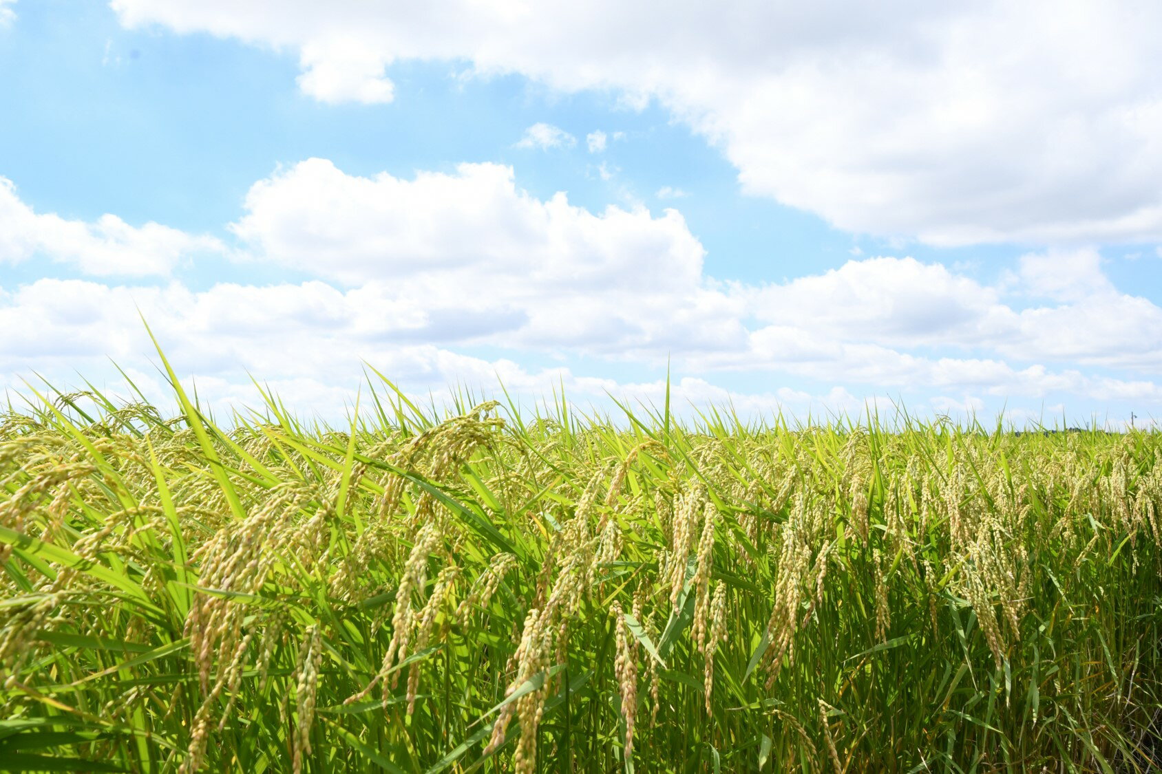 【ふるさと納税】【3か月定期便】令和7年産 茨城県 常陸太田市産 コシヒカリ10kg (全3回) | 茨城県 常陸太田市 お米 白米 精米 地元産 コシヒカリ ブランド米 ツヤツヤ もっちり ふっくら 甘み 柔らかい 美味しい ご飯 おむすび お弁当 和食 お取り寄せ プレゼント 贈答