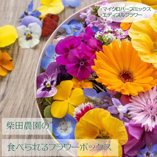 【ふるさと納税】食用 花 フラワーボックス エディブルフラワー ハーブ 塩 柴田農園 季節 マイクロハーブ 茨城県 高萩市 プレゼント ギフト 贈答用 【ふるさと納税】食用 花 フラワーボックス エディブルフラワー ハーブ 塩 柴田農園 季節 マイクロハーブ 茨城県 高萩市 プレゼント ギフト 贈答用