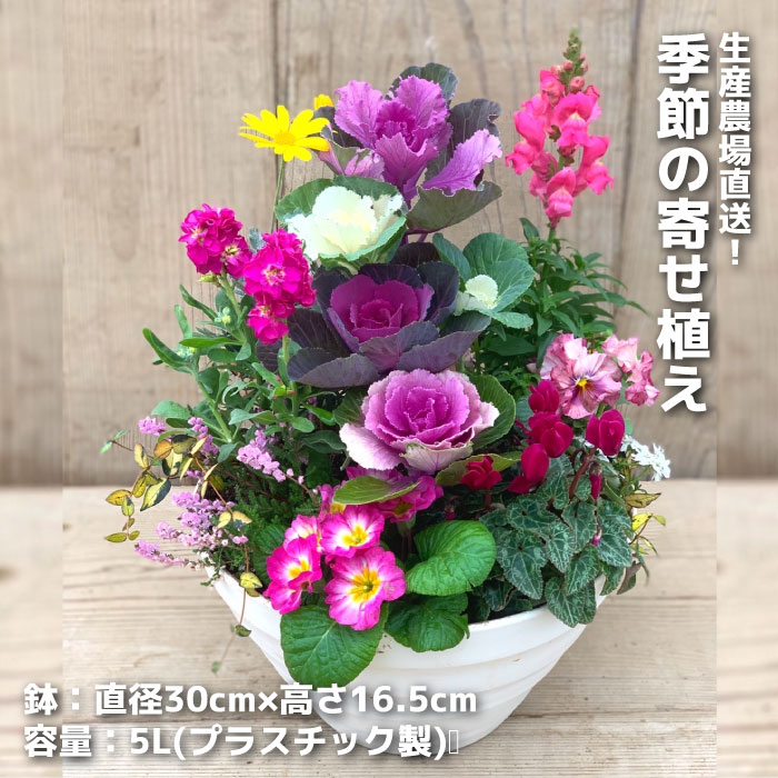 生産農場直送!季節の寄せ植え