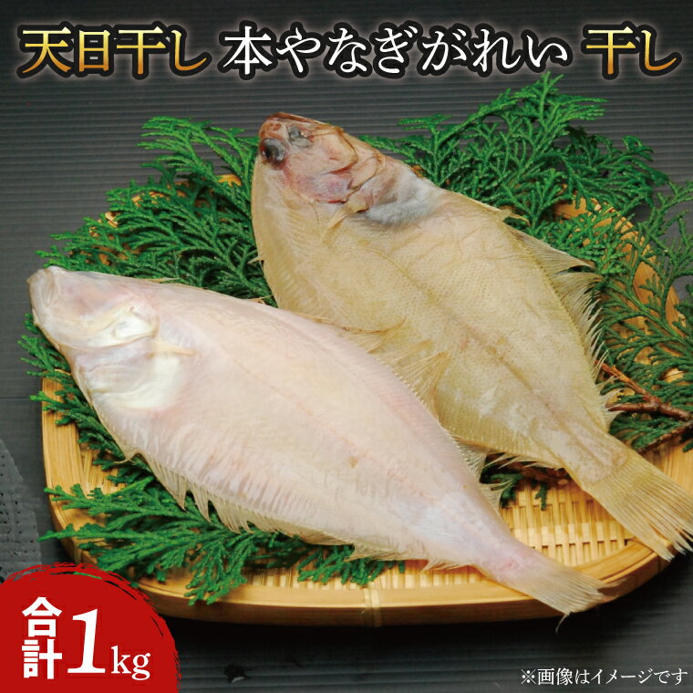 天日干 本やなぎがれい干 1kg