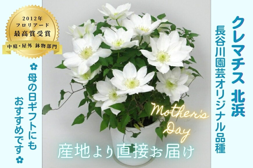 【ふるさと納税】【先行予約】【長谷川園芸】国際園芸博覧会で最高賞受賞のクレマチス「北浜」5寸【母の日...