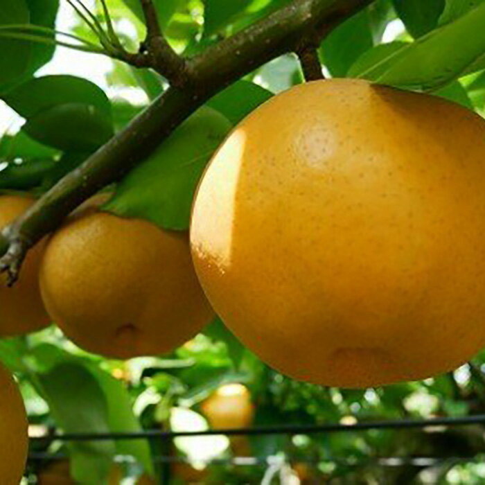 【ふるさと納税】柴沼梨園の梨（愛宕）5kgのサムネイル