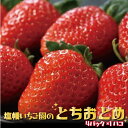 【ふるさと納税】とちおとめ 4パック 1箱 塩幡いちご園の「とちおとめ」