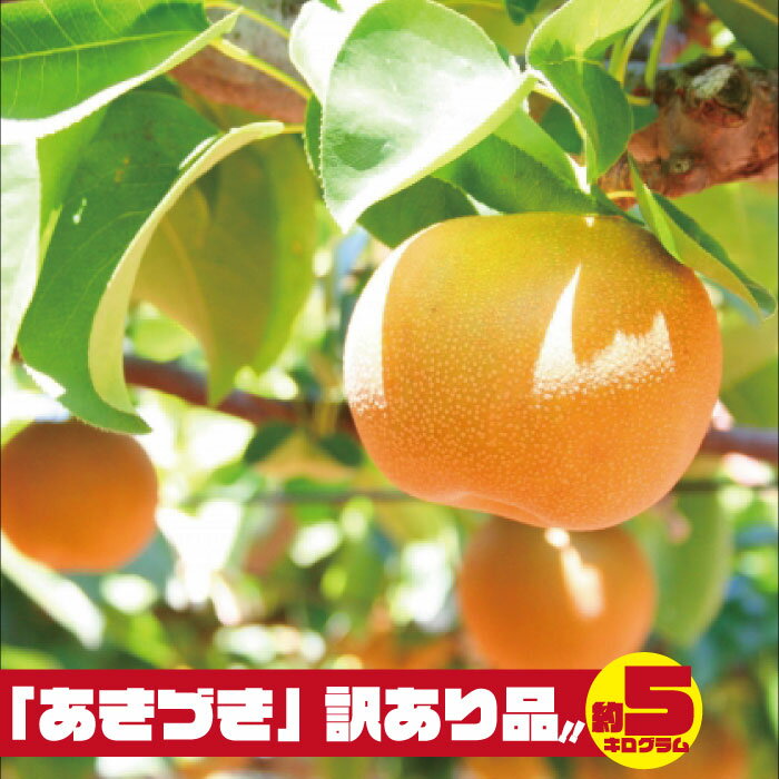 【ふるさと納税】AY-16【訳あり品】柴沼梨園の梨(あきづき)5kg