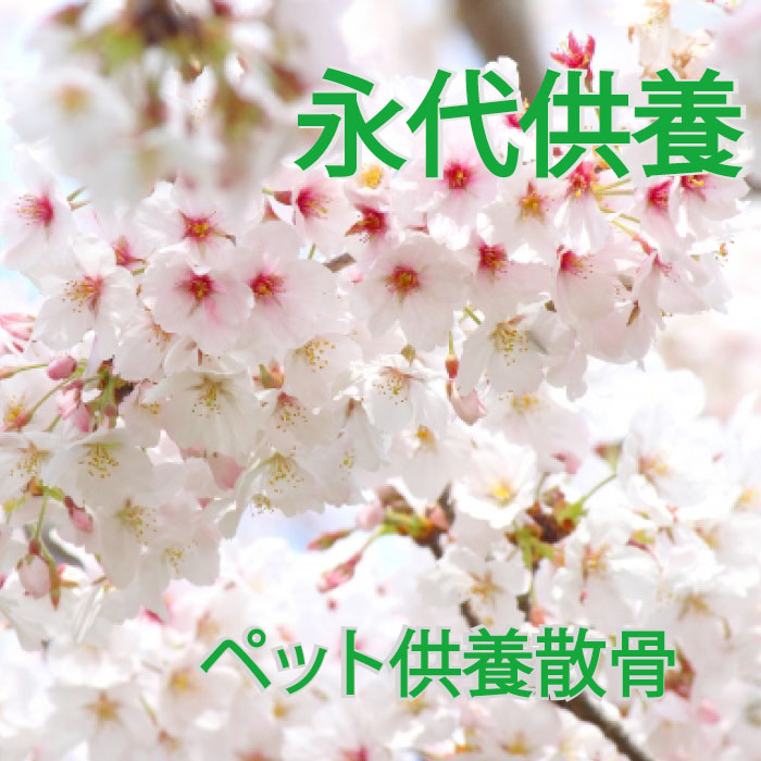 ・ふるさと納税よくある質問はこちら ・寄付申込みのキャンセル、返礼品の変更・返品はできません。あらかじめご了承ください。”自然供養のカンシャ”は家族同然の愛犬や愛猫などのペットのご供養も大切に考えております。 笠間市佐白山の麓にある坂東三十三観音の23番札所「正福寺」において僧侶が管理する動物用供養塔に散骨します。 献花とお祈りをもって供養いたします。 写真付報告書で遠方のお客様でも安心してご確認いただけます。 ペット散骨供養の流れ・作業内容については以下のとおりです。 1.返礼品の依頼がありましたら、チケットとあわせて案内書（散骨・粉骨申込書と同意書）を発送いたします。 2.申込書と同意書にサインをいただき、ご遺骨と書類を一緒にカンシャに送っていただいて手配いたします。 3.当方からお客様にお電話を差し上げ、最終確認をいたします。 4.その後の流れは、「正福寺」の僧侶が管理する動物用供養塔に散骨し、献花とお祈りをもって供養いたします。 作業内容 ・ご遺骨の有害物質検査・除去＋乾燥＋粉骨 ・作業前の合唱礼拝 ・僧侶による散骨・法要 ・写真付報告書の作成・送付 ※ご遺骨のカンシャへの持ち込み・有償でのお引き取りも可能です。 ※有効期限は発行から1年間です。 提供：自然供養のカンシャ 「ふるさと納税」寄付金は、下記の事業を推進する資金として活用してまいります。 寄付を希望される皆さまの想いでお選びください。 (1)　まちづくり支援事業 (2)　子ども支援事業 (3)　芸術・文化支援事業 (4)　いずれの事業でもよい ご希望がなければ、市政全般に活用いたします。 入金確認後、注文内容確認画面の【注文者情報】に記載の住所にお送りいたします。 発送の時期は、寄付確認後翌月以内を目途に、お礼の特産品とは別にお送りいたします。