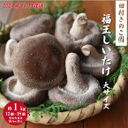 【ふるさと納税】【2024年11月発送】福王しいたけ 大サイズ 約1kg しいたけ 椎茸