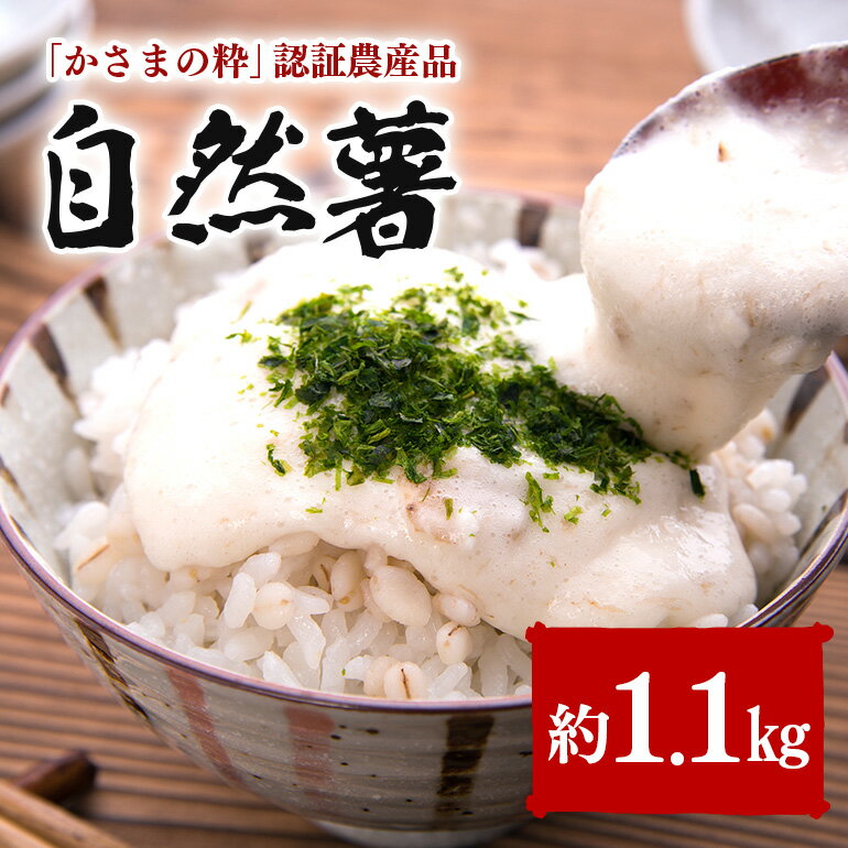 【ふるさと納税】伊藤農園 自然薯 約1.1kg