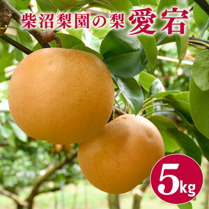 【ふるさと納税】 柴沼梨園の梨 ( 愛宕 ) 梨 5kg 大玉 5~10個入り ナシ なし 国産 茨城 秋 旬 フルーツ 果物 先行予約 【11月上旬~11月下旬発送】 秋の味覚 旬の果物 くだもの 大きい サイズ 品種 愛宕 産地 茨城県産 家庭用 梨園直送 茨城県 送料無料
