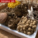 【ふるさと納税】きのこ 詰め合わせ Sサイズ(茨城県共通返礼品・城里町産)