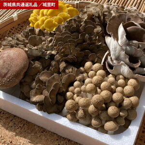 【ふるさと納税】きのこ 詰め合わせ Sサイズ(茨城県共通返礼品・城里町産)