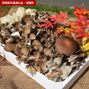 【ふるさと納税】きのこ 詰め合わせ Mサイズ(茨城県共通返礼品・城里町産)