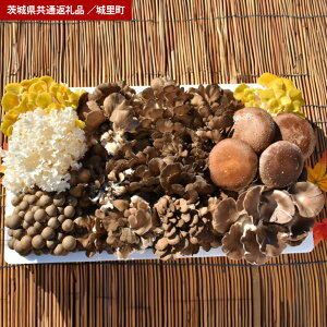 【ふるさと納税】きのこ 詰め合わせ Lサイズ(茨城県共通返礼品・城里町産)