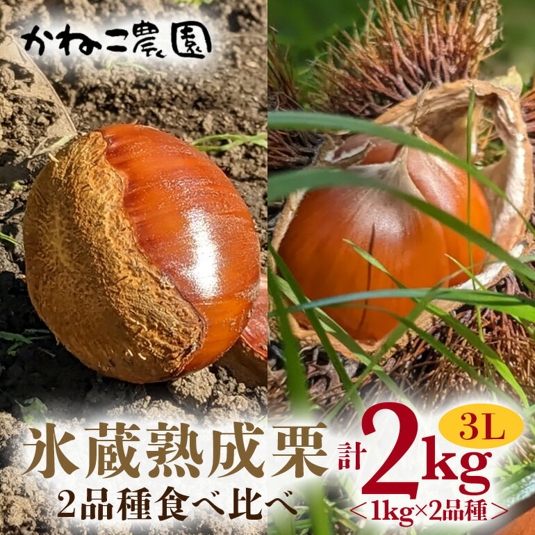 【ふるさと納税】笠間の栗・かねこ農園の氷蔵熟成栗　食べ比べ1kg×2品種（3L） 栗 クリ くり 生栗 茨城県 笠間市 送料無料のサムネイル
