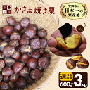 【ふるさと納税】 焼き栗 栗 国産 選べる 容量 個包装 600g 1.2kg 1.8kg 2.4kg 3kg くり 和栗 甘栗 冷凍 ギフト プレゼント 父の日 母の日 和栗 スイーツ 和栗 甘栗 栗きんとん モンブラン やきぐり 焼栗 鍋屋本店 笠間 茨城県 いばらき