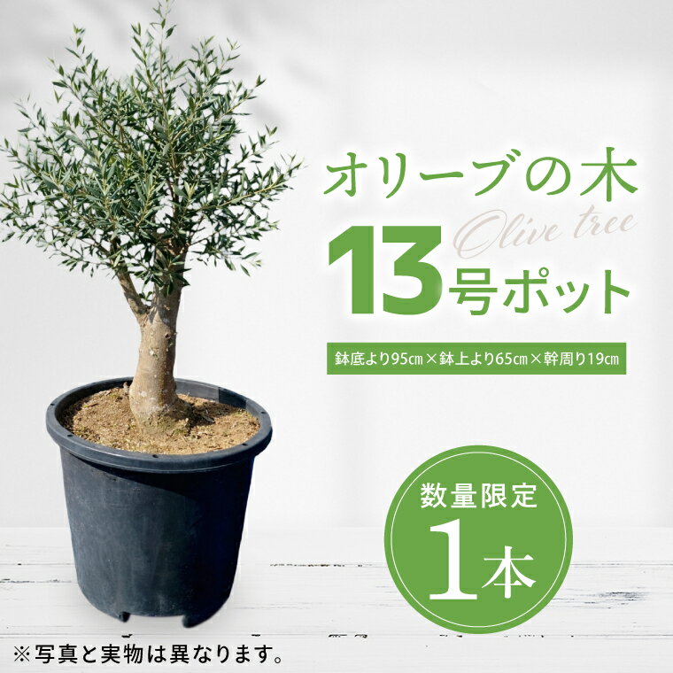 [数量限定]オリーブの木 1本 13号 |オリーブ 観賞用 新築 ギフト 美容 健康 長寿 取手市