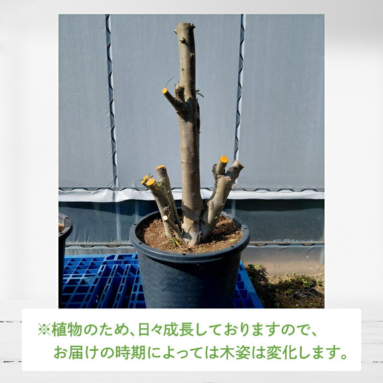 【ふるさと納税】【数量限定】オリーブの木 1本 13号|オリーブ 観賞用 新築 ギフト 美容 健康 長寿 取手市（BD004）