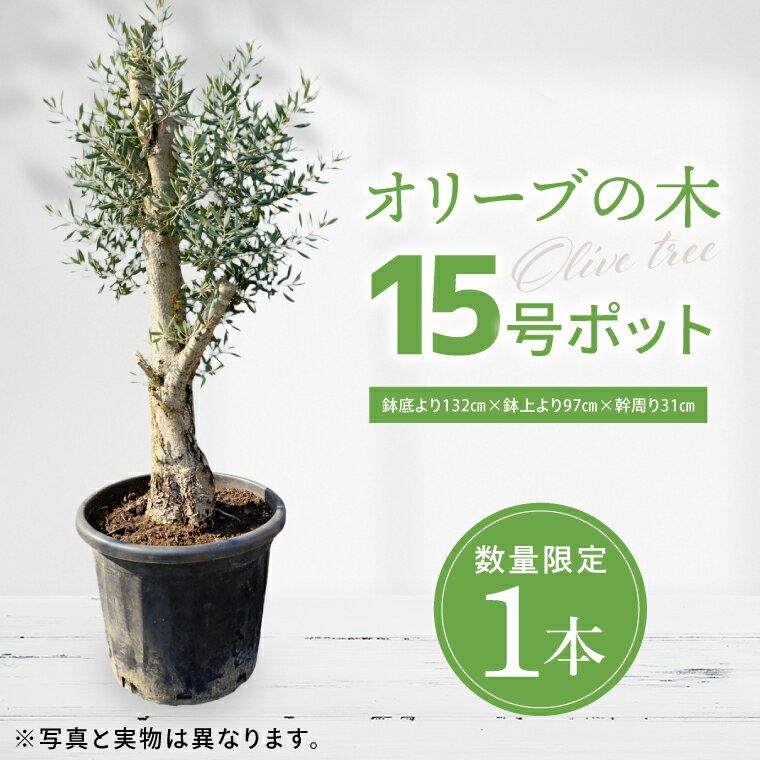 [数量限定]オリーブの木 1本 15号|オリーブ 観賞用 新築 ギフト 美容 健康 長寿 取手市